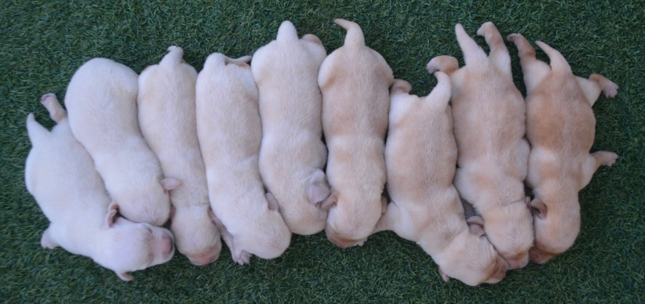 Many puppies