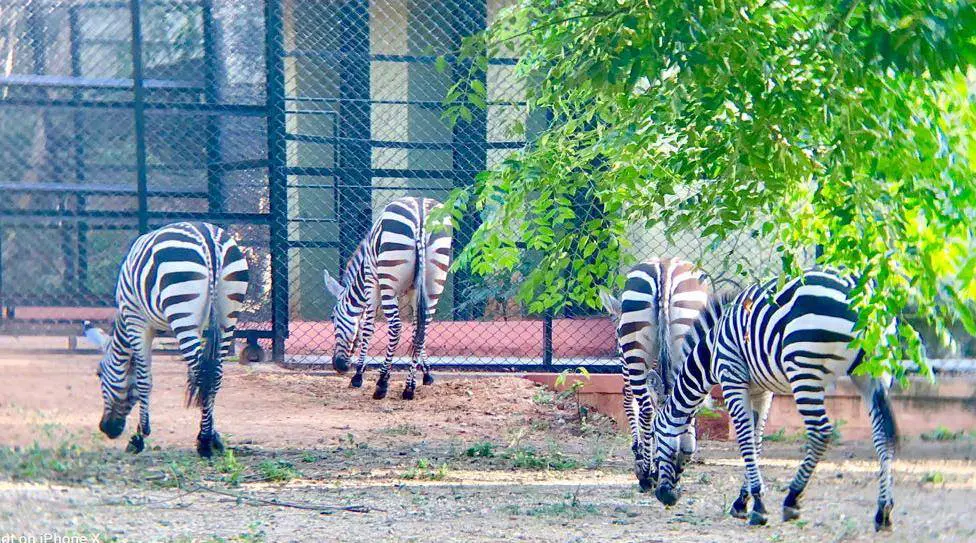 Animal Transportation Services in Thailand — photo 1