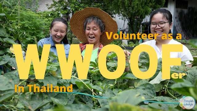 wwoof thailand cla