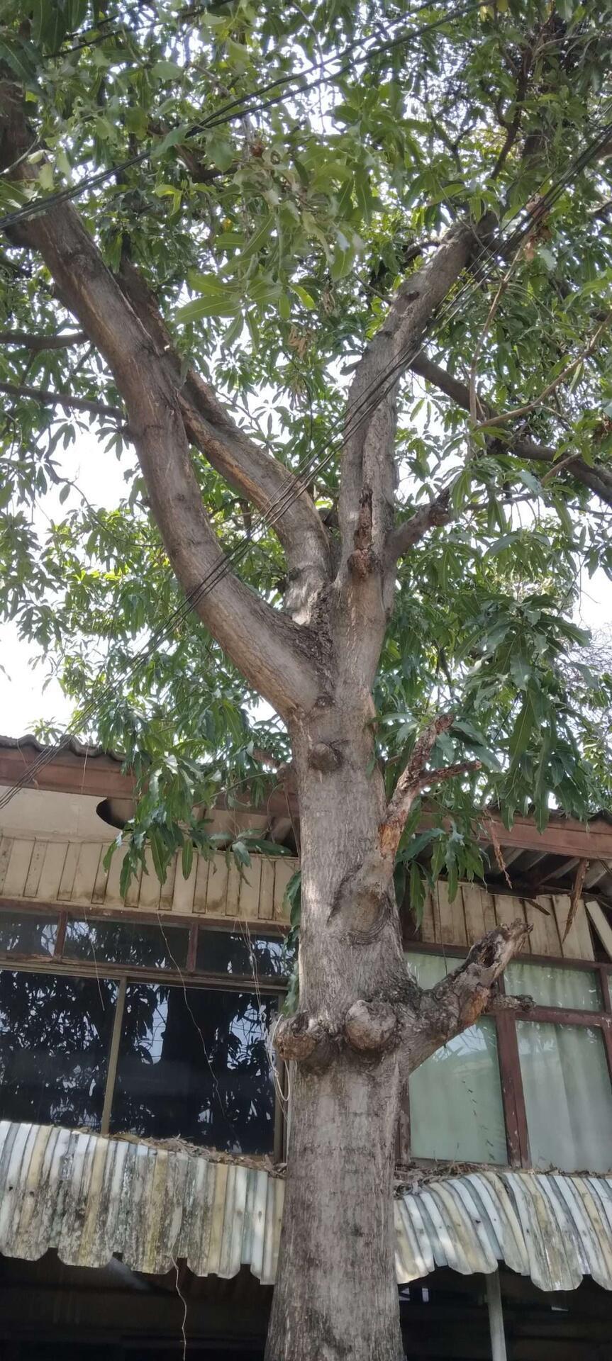Selling land with old house need to renovation sukhumvit 54 BTS ON Nut ZONE — photo 2