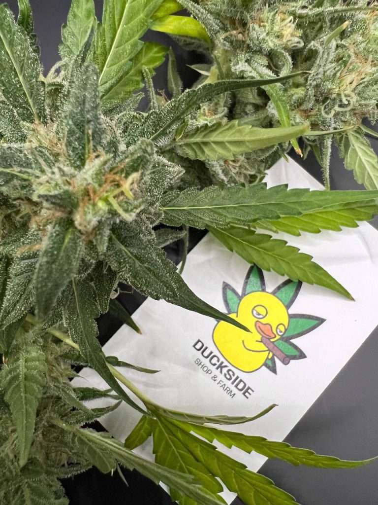 Cannabis shop in Hua Hin