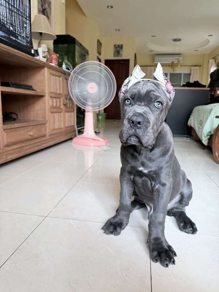 Cane corso