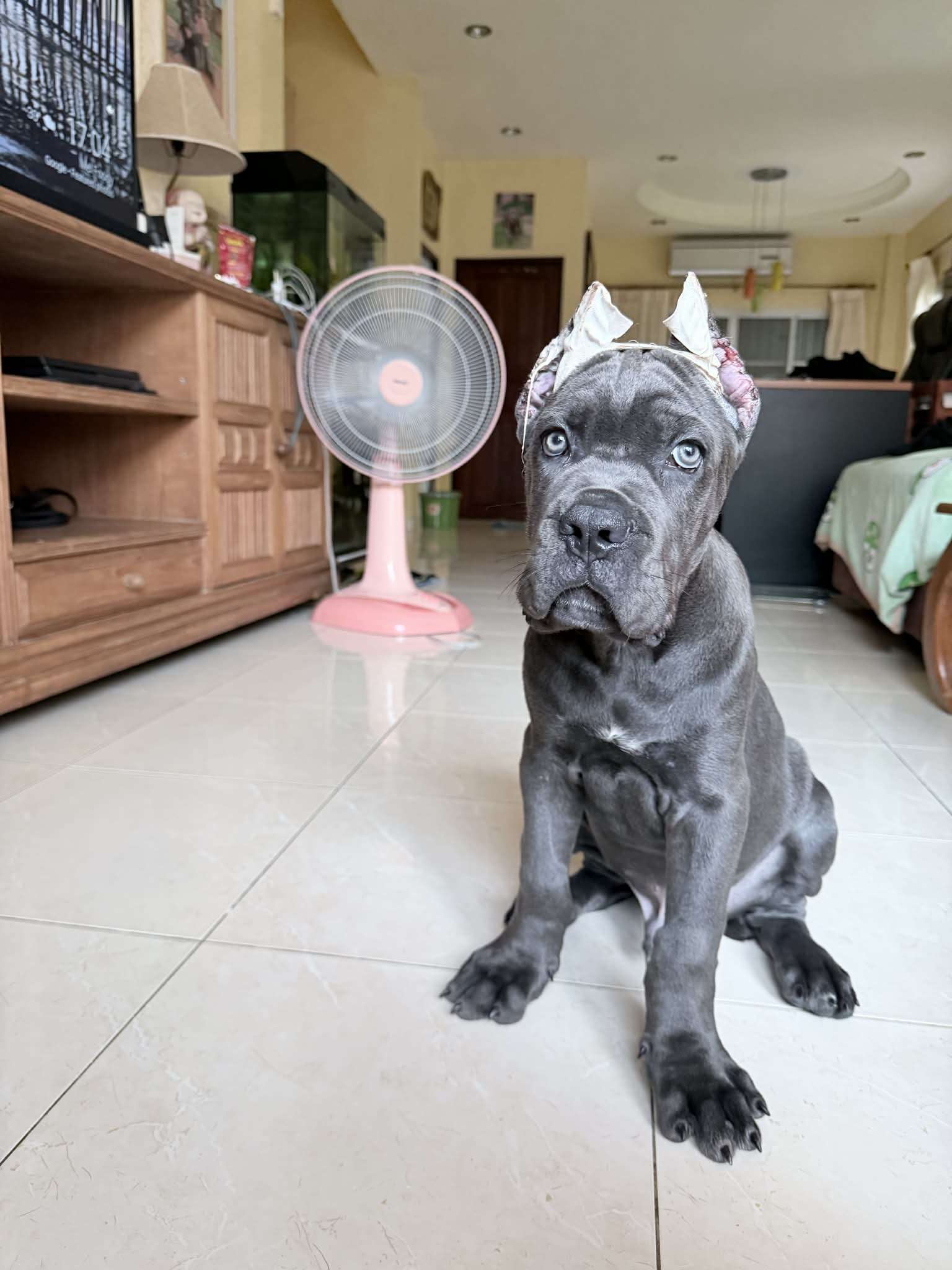 att TWhL2RkhYM ihc22lfyceqCBibxXOSQ19epvh9DaLso