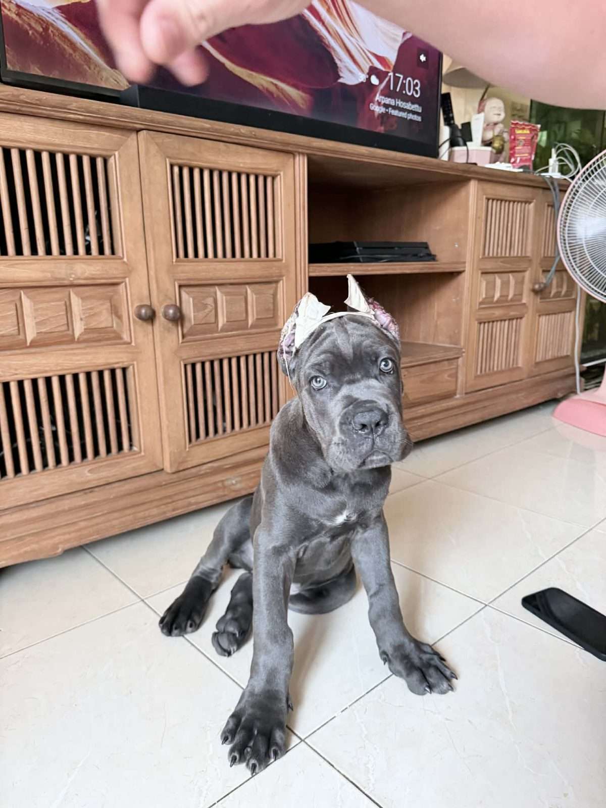 Cane corso — photo 2