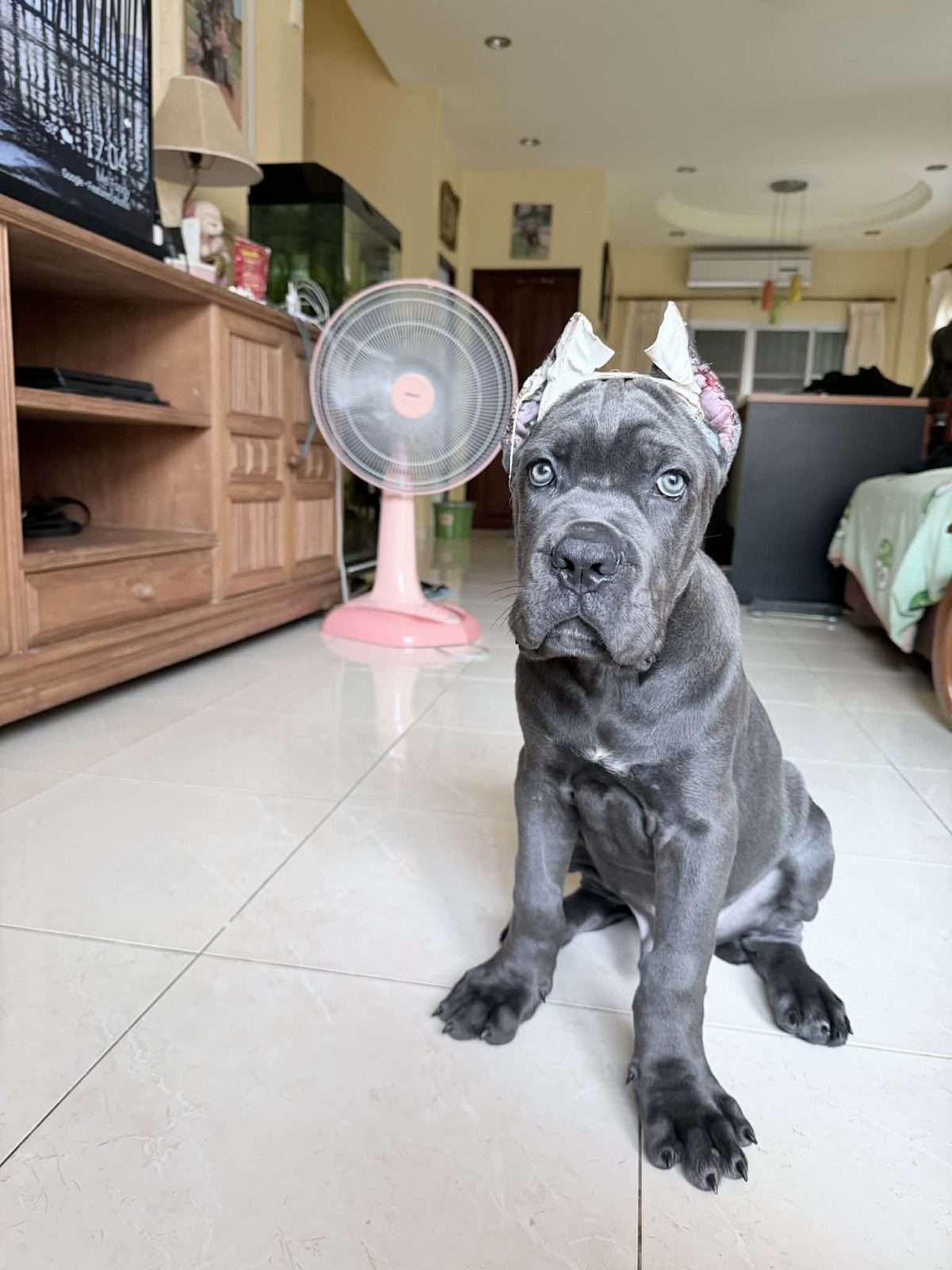 Cane corso — photo 3