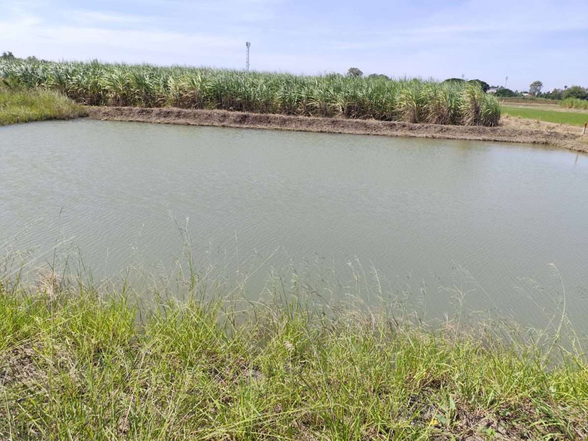 ขายที่ดินเปล่า แปลง 5-9 ไร่  Vacant land for sale  1-9 Rais good view  near Kasetsart University, Kamphaeng Saen Campus, Nakhon Pathom — photo 2
