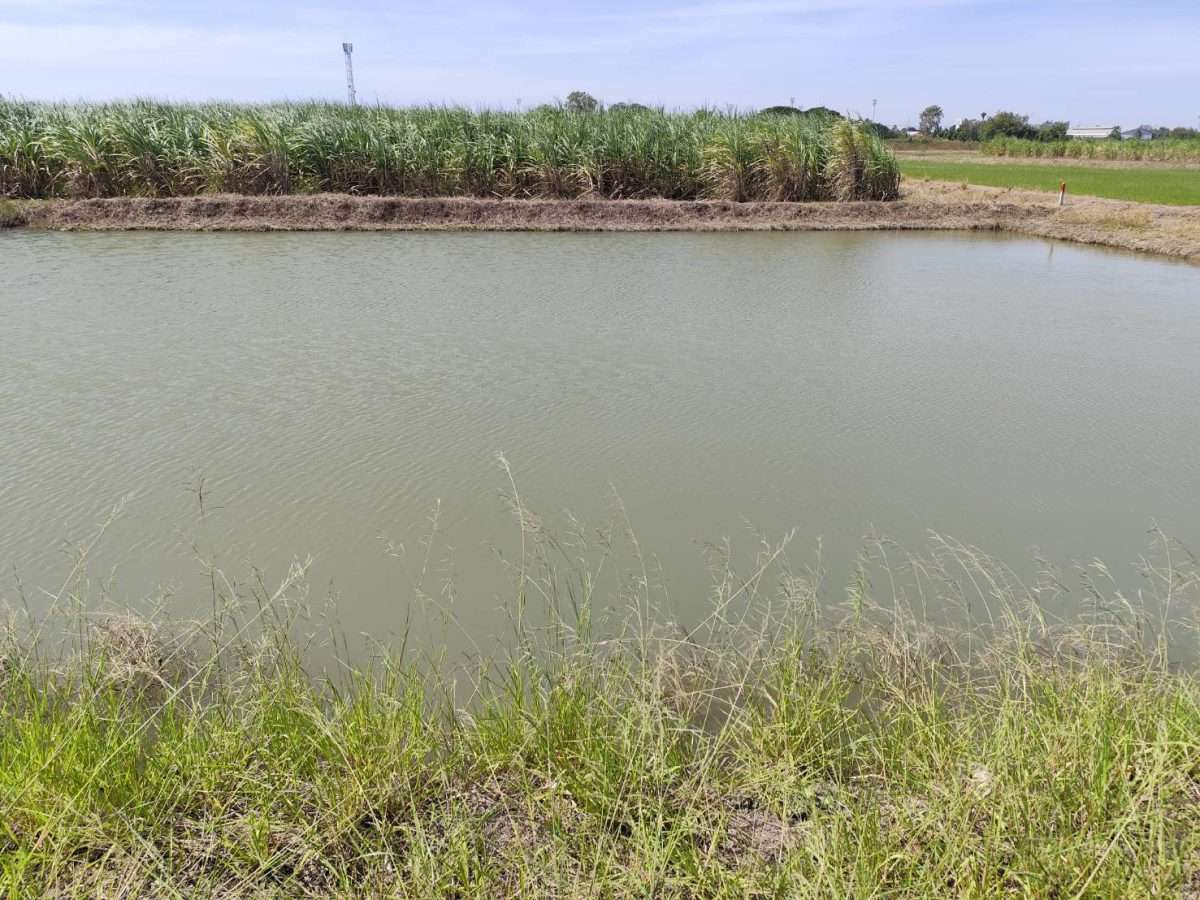 Sale large land 9.3 Rais suitable for projects or building house etc, can be subdivided  Kamphaeng Saen District, Nakhon Pathom Province near Bangkok ขายที่ดินแปลงสวย อากาศดี มีบ่อน้ำใส กำแพงแสน นครปฐม