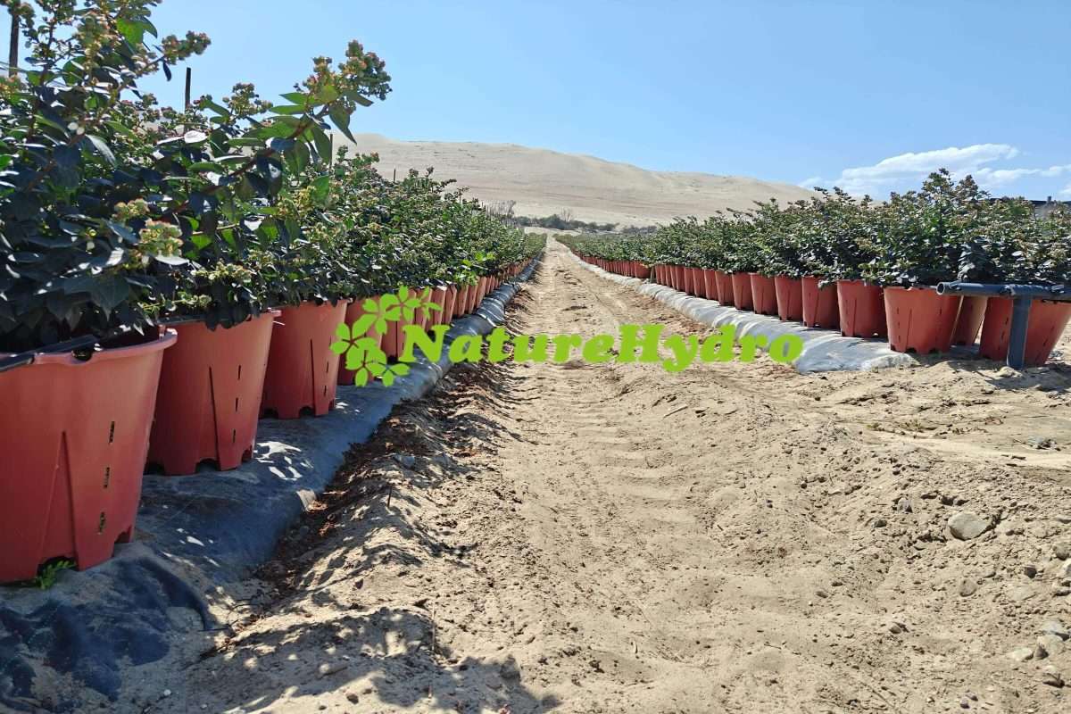 Naturehydro Plastic Berry Grow Pots Wholesale — photo 3