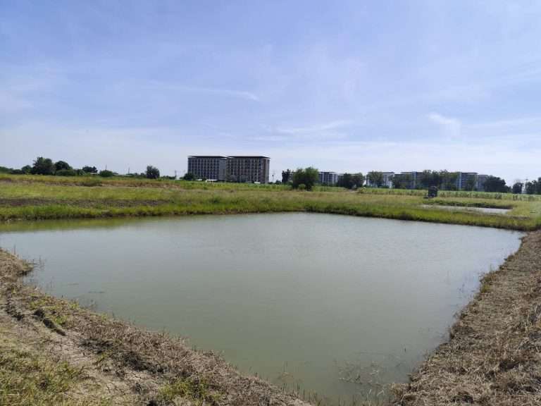 Vacant land for sale 1-9 Rais good view natural plot amidst cornfields near Kasetsart University, Kamphaeng Saen Campus, Nakhon Pathom