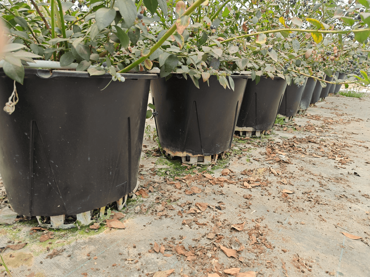 Naturehydro Plastic Berry Grow Pots Wholesale — photo 2