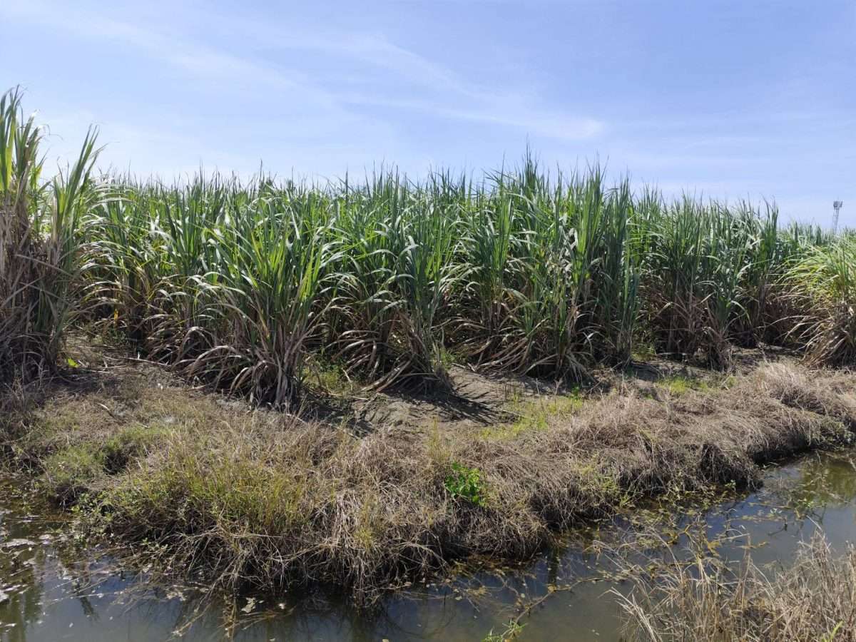 ขายที่ดินแปลงสวย อากาศดี มีบ่อน้ำใส กำแพงแสน นครปฐม  Sale large land 9.3 Rais suitable for projects or building house etc, can be subdivided  Kamphaeng Saen District, Nakhon Pathom Province near Bangkok — photo 3