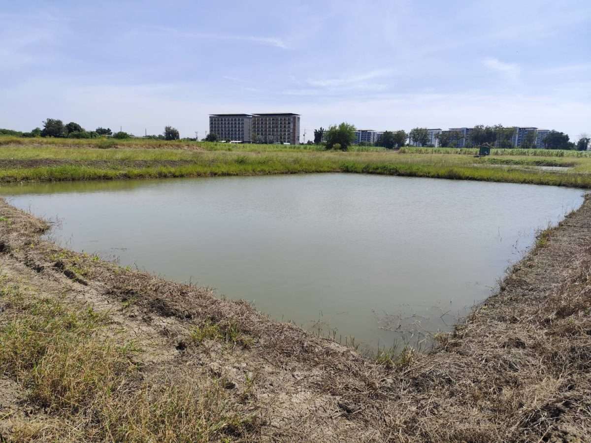 The large land for sale at Nakhon pathom so near Bangkok urban suitable for House or projects ขายที่ดิน กำแพงแสนนครปฐม แปลงใหญ่ แบ่งขายได้ — photo 3
