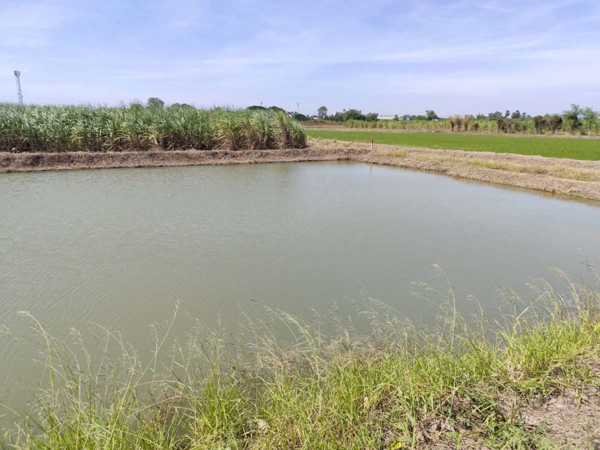Sale large land 9.3 Rais suitable for projects greenery view, natural view, pond view,near Kaset University, Nakhon Pathom, more than 100 meters — photo 2