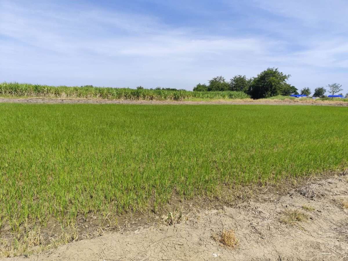 Sale large land 9.3 Rais suitable for projects or building house etc, can be subdivided  Kamphaeng Saen District, Nakhon Pathom Province near Bangkok ขายที่ดินแปลงสวย อากาศดี มีบ่อน้ำใส กำแพงแสน นครปฐม — photo 3