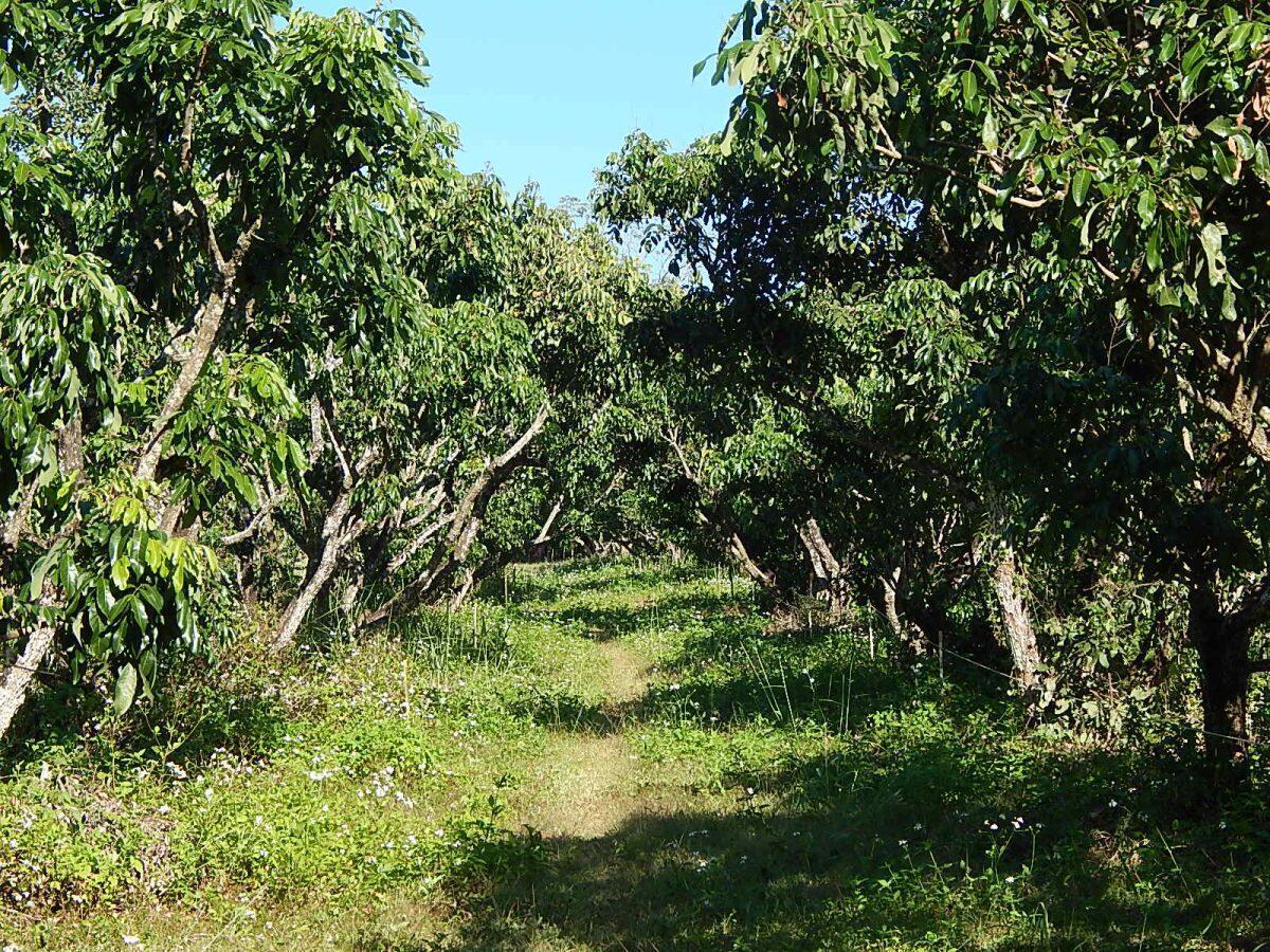 Lam Yai (Longan) farm for sale — photo 3
