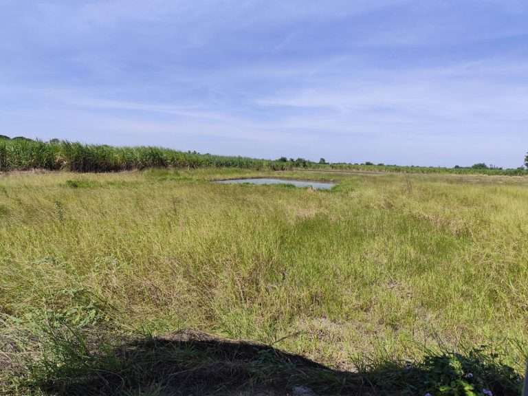 The large land for sale at Nakhon pathom so near Bangkok urban suitable for House or projects ขายที่ดิน กำแพงแสนนครปฐม แปลงใหญ่ แบ่งขายได้