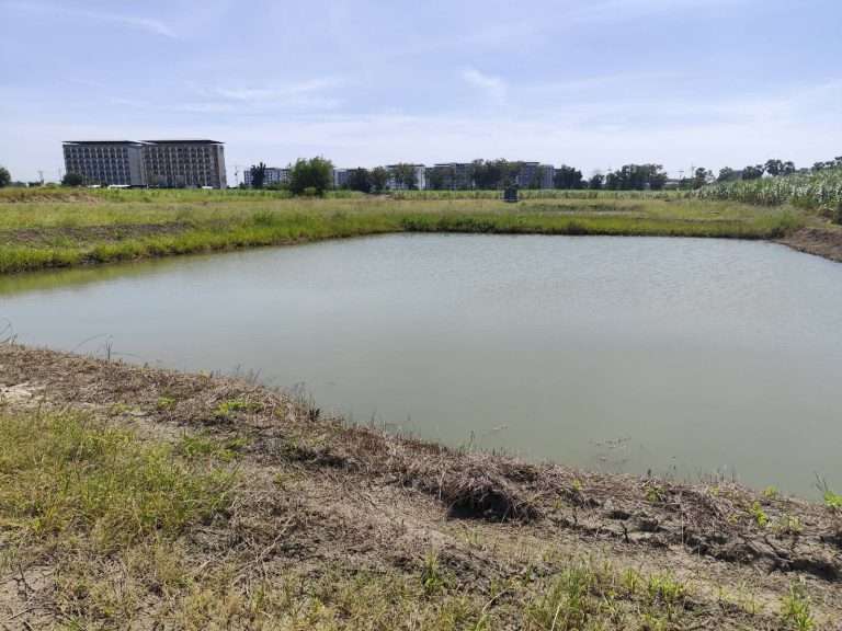 Sale large land 9.3 Rais suitable for projects  greenery view, natural view, pond view,near Kaset University, Nakhon Pathom, more than 100 meters