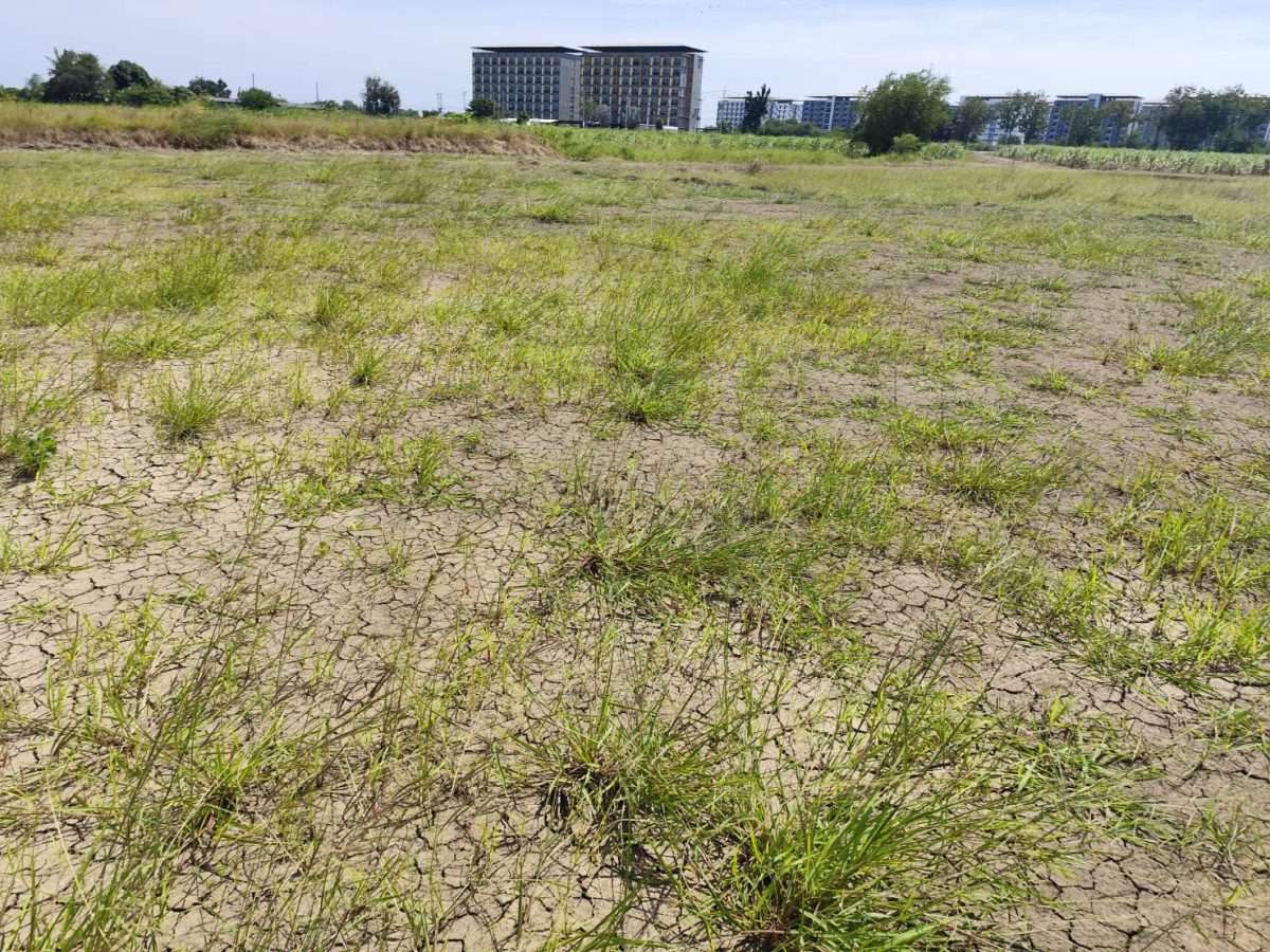 ขายที่ดินแปลงสวย อากาศดี มีบ่อน้ำใส กำแพงแสน นครปฐม  Sale large land 9.3 Rais can be subdivided  Kamphaeng Saen District, Nakhon Pathom Province near Bangkok