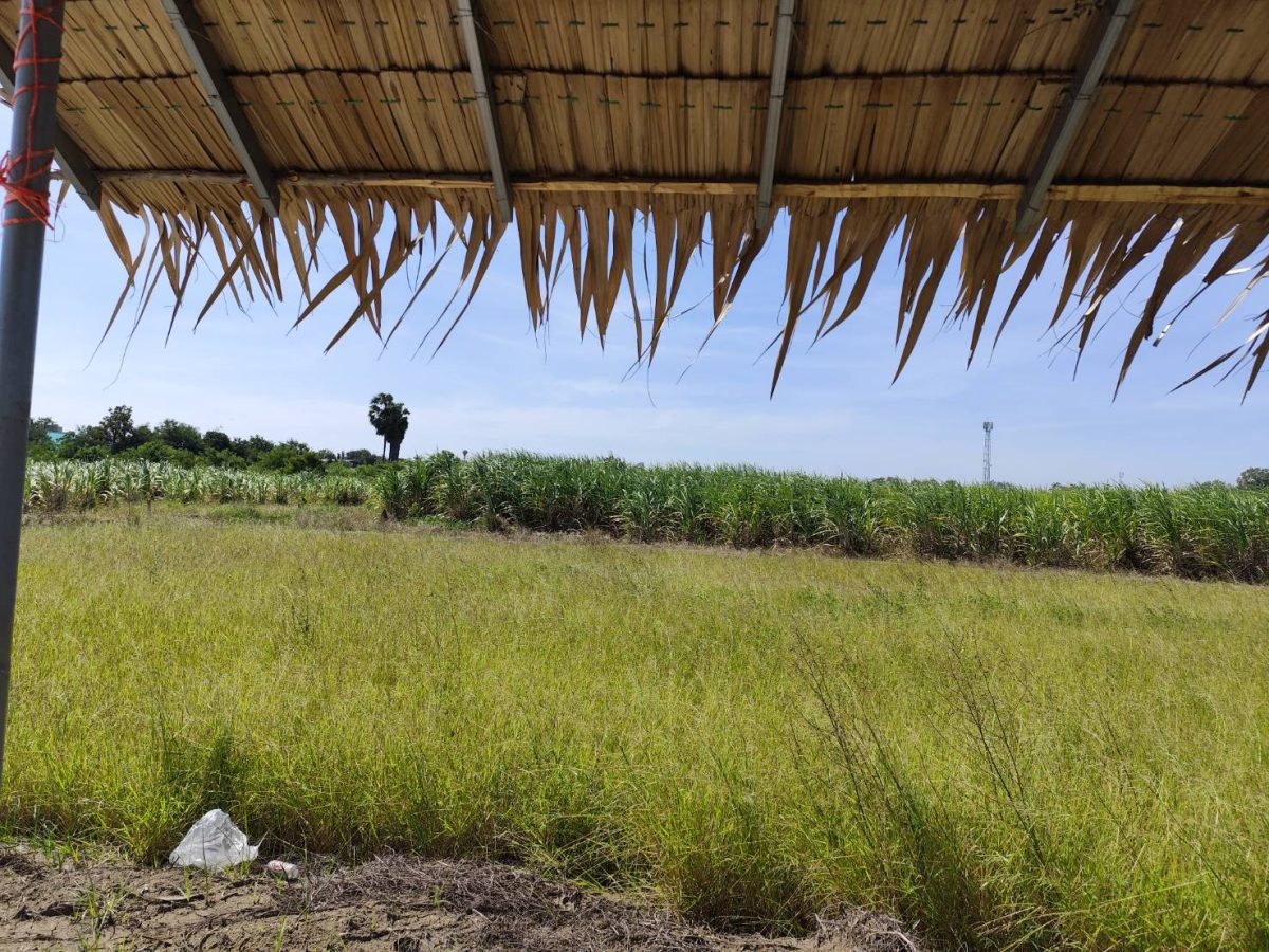 Vacant land for sale 1-9 Rais good view natural plot amidst cornfields near Kasetsart University, Kamphaeng Saen Campus, Nakhon Pathom