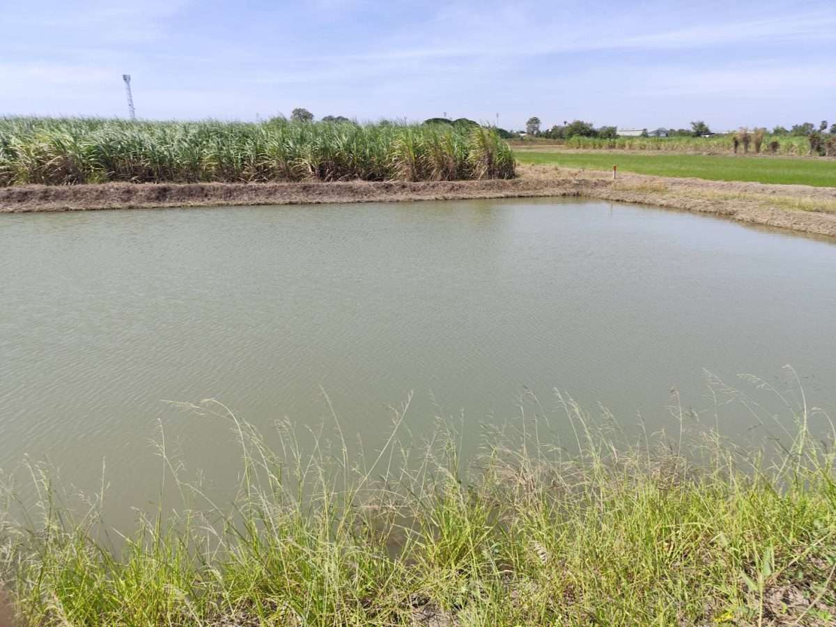 Sale large land 9.3 Rais suitable for projects or building house etc, can be subdivided Kamphaeng Saen District, Nakhon Pathom Province near Bangkok — photo 2