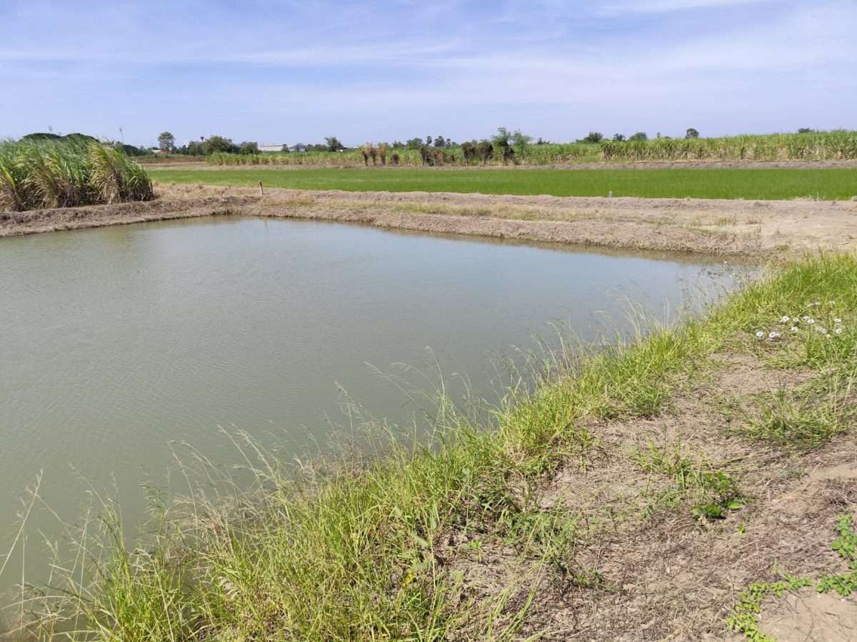 Sale large land 9.3 Rais suitable for projects or building house etc, can be subdivided Kamphaeng Saen District, Nakhon Pathom Province near Bangkok — photo 3