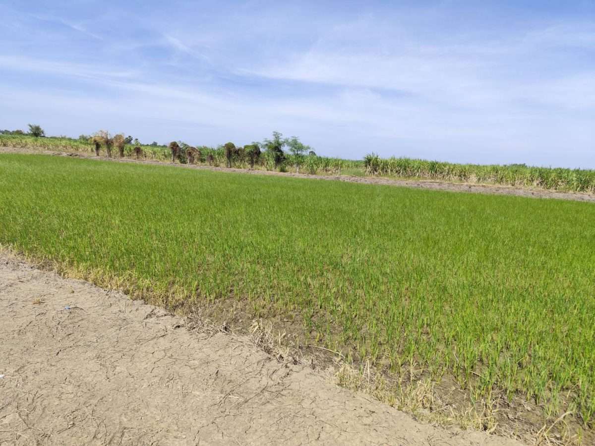 ขายที่ดินแปลงสวย อากาศดี มีบ่อน้ำใส กำแพงแสน นครปฐม  Sale large land 9.3 Rais suitable for projects or building house etc, can be subdivided  Kamphaeng Saen District, Nakhon Pathom Province near Bangkok — photo 2