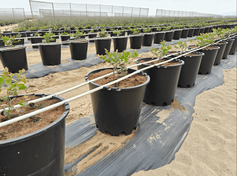 Naturehydro Plastic Berry Grow Pots Wholesale