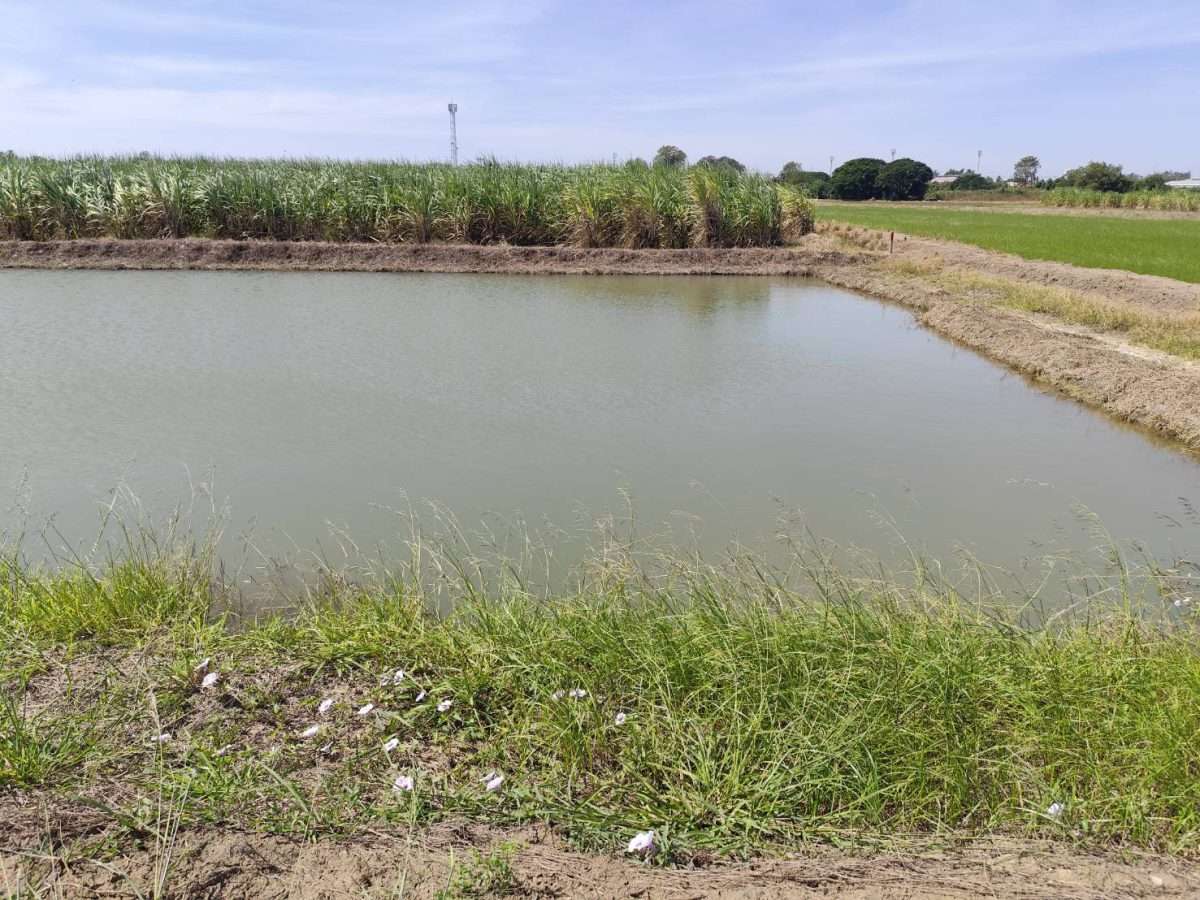 Sale large land 9.3 Rais suitable for projects or building house etc, can be subdivided  Kamphaeng Saen District, Nakhon Pathom Province near Bangkok ขายที่ดินแปลงสวย อากาศดี มีบ่อน้ำใส กำแพงแสน นครปฐม — photo 3