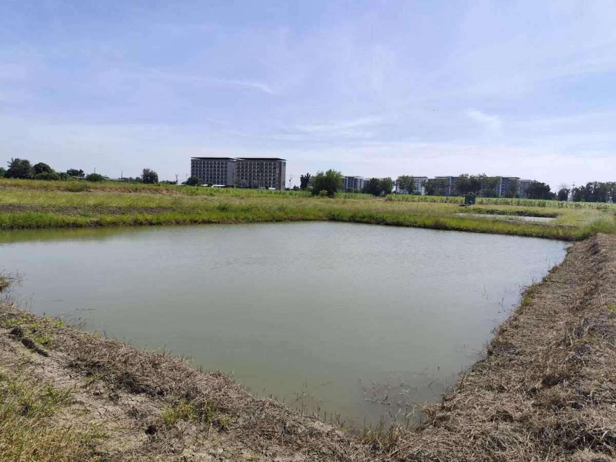Sale large land 9.3 Rais suitable for projects or building house etc, can be subdivided Kamphaeng Saen  Nakhon Pathom — photo 3