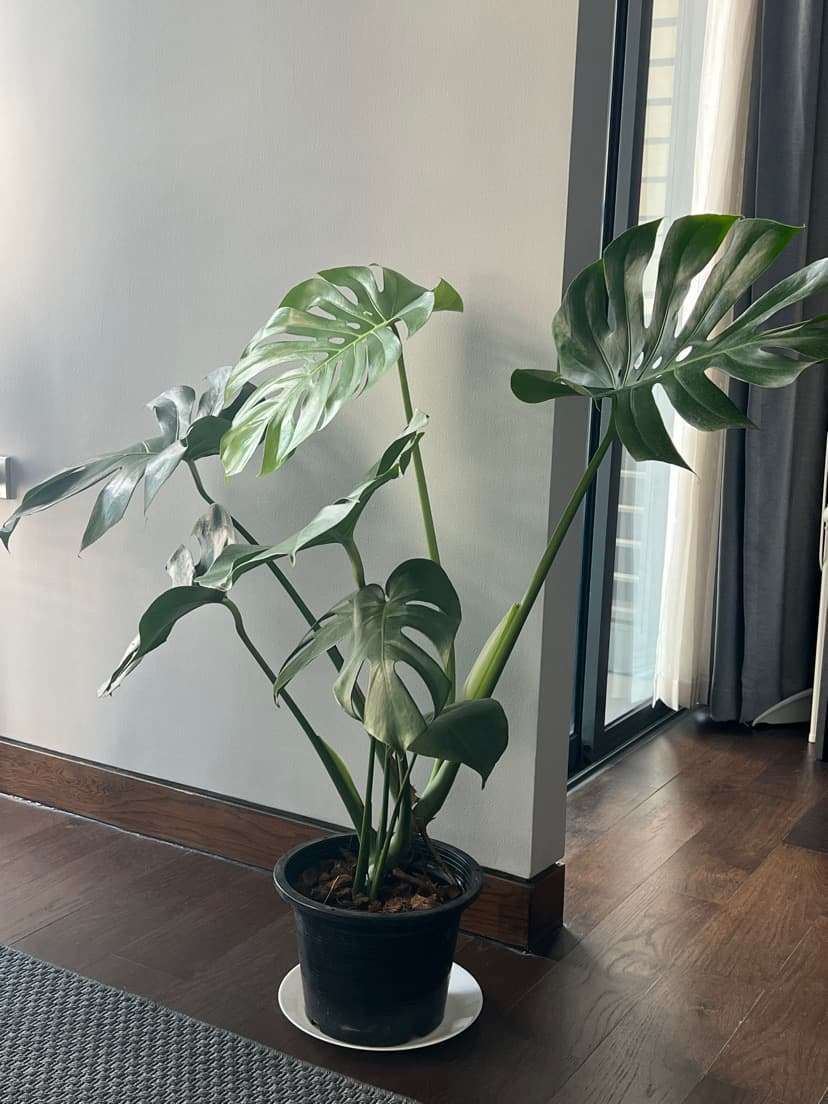 Monstera plant