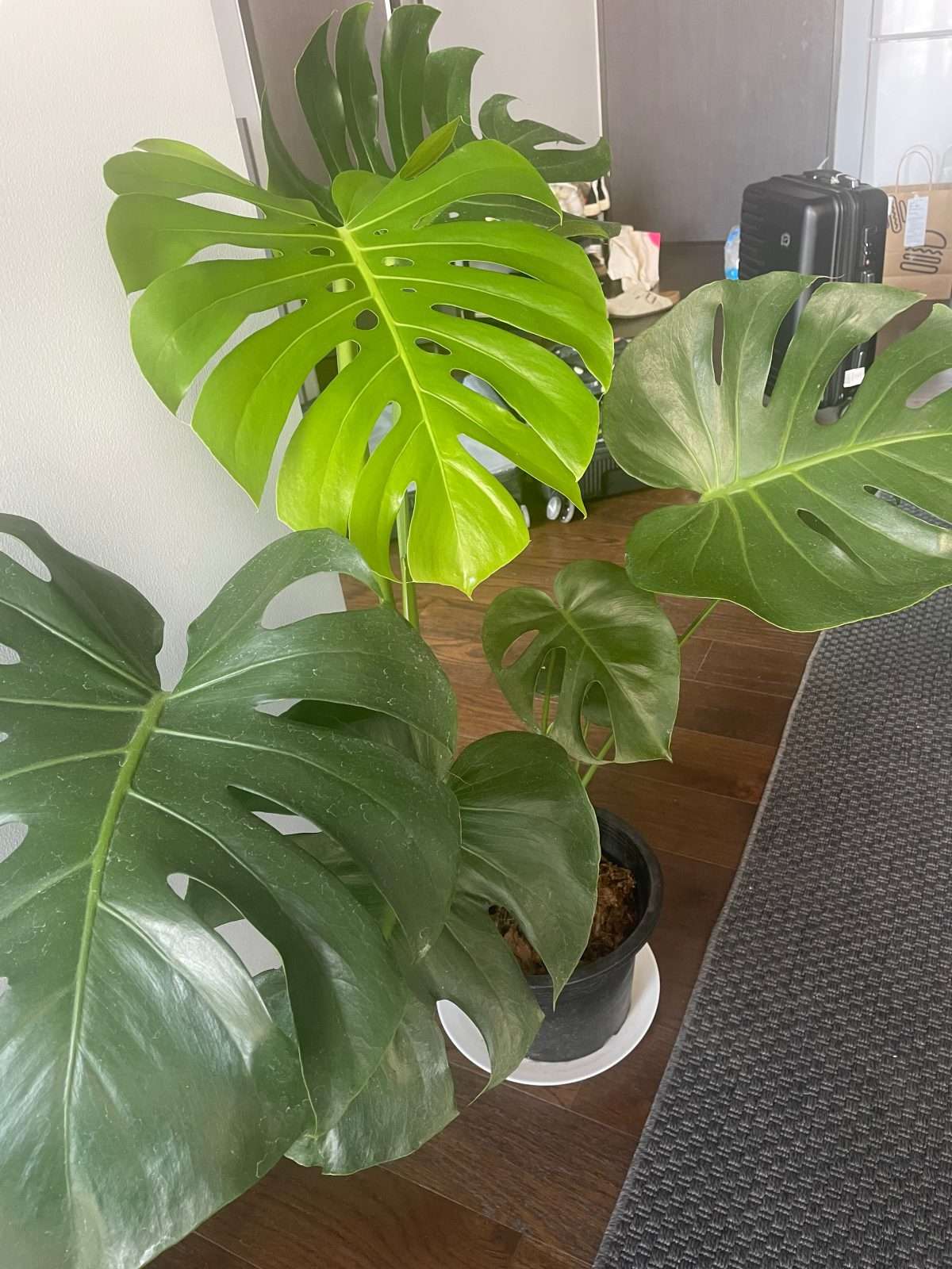 Monstera plant — photo 2
