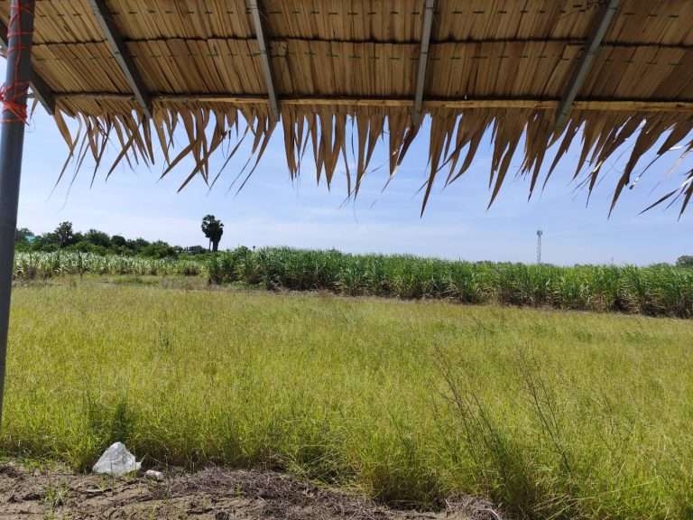 Vacant land for sale natural view can be subdivided or purchased as a whole (5-9 rai). Suitable for building a house or gardening. Kamphaeng Saen, Nakhon Pathom.