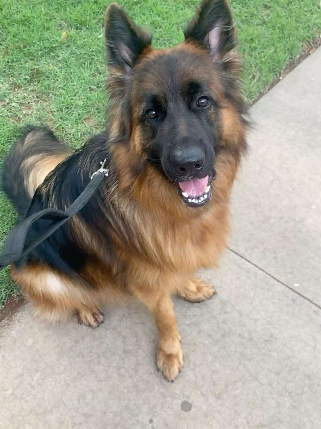 germanshepherd space a6b82e8fccee44589ad18c7803768b05