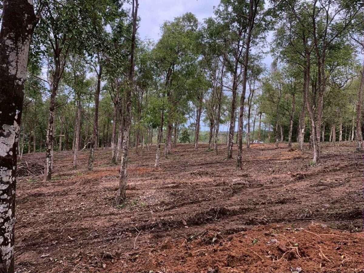 Land for Sale – Khao Khad, Wichit, Mueang Phuket 🌴 — photo 3
