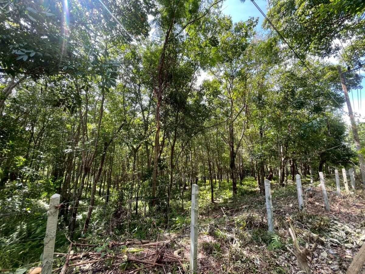 Land for Sale – Khao Khad, Wichit, Mueang Phuket 🌴 — photo 3