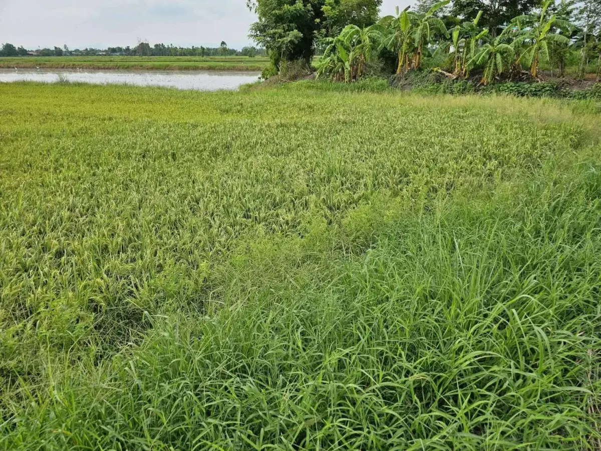 Land for sale (rice field) next to Khlong Khaem Khong-Nakhon Nayok — photo 2