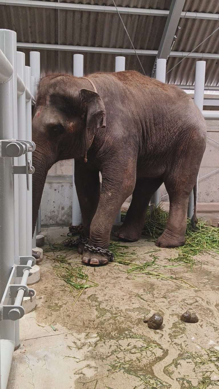 Animal Exchange Services in Thailand