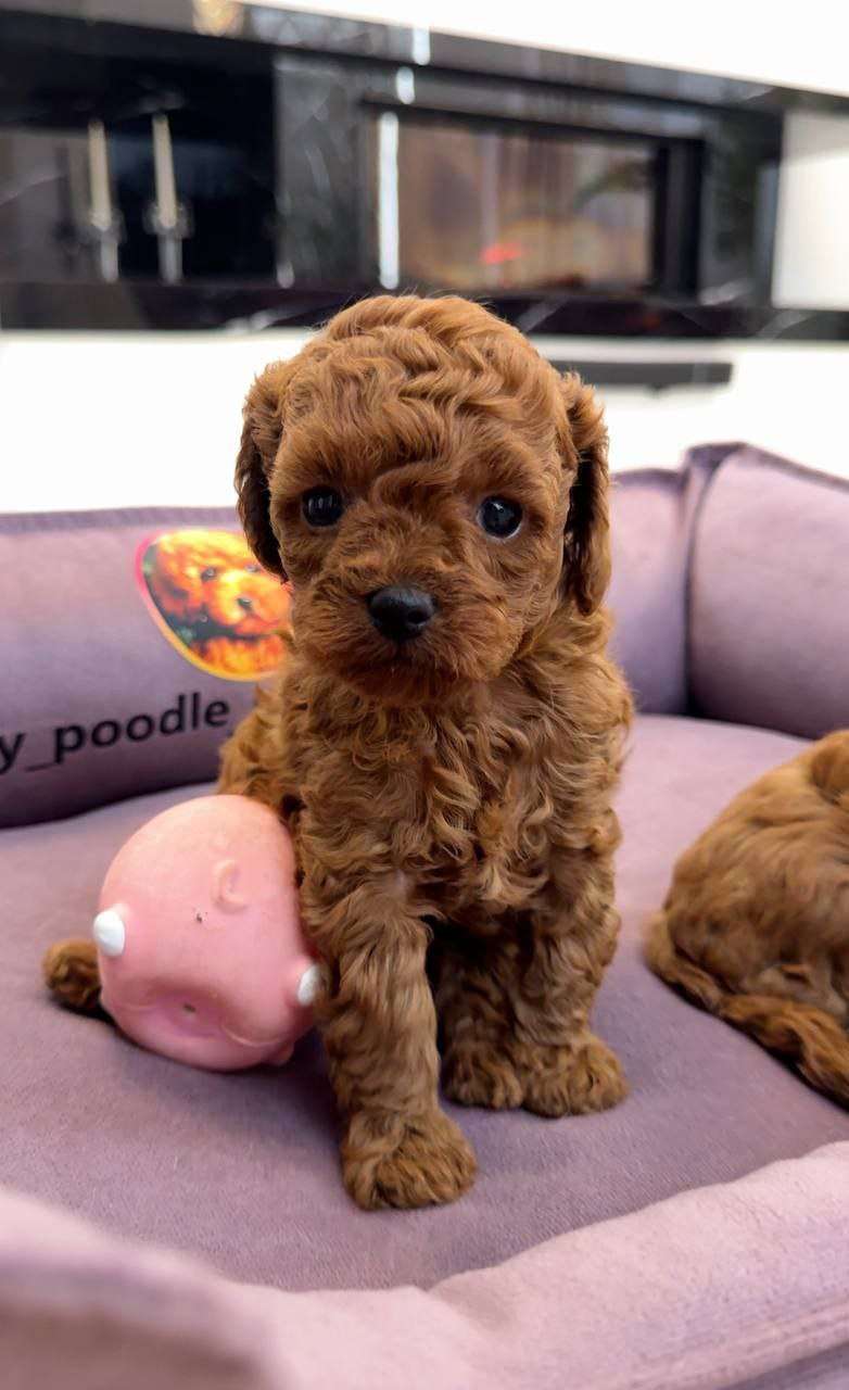 adorable boy toy poodle! 💖