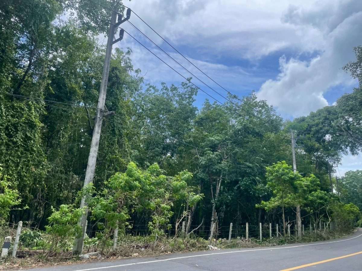 Land for Sale – Khao Khad, Wichit, Mueang Phuket 🌴 — photo 2