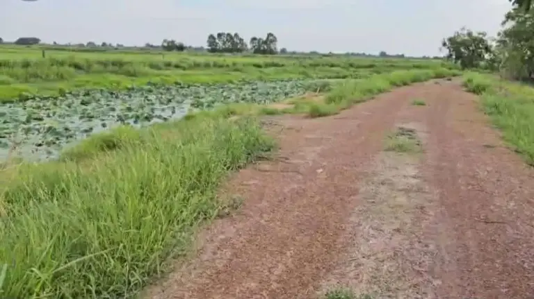 Land for sale (rice field) next to Khlong Khaem Khong-Nakhon Nayok