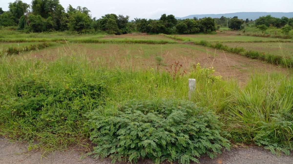 Land for Rent – 8 Rai, Prime Land with water & electricity in Mueang Nong Bua Lamphu, Thailand — photo 2