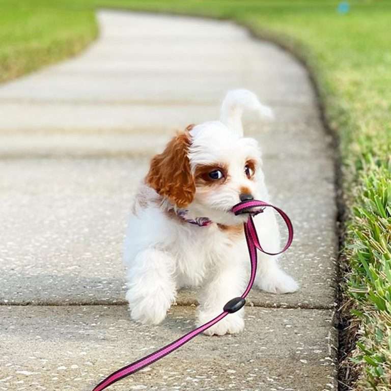 Beautiful Cavapoo puppies males and females available