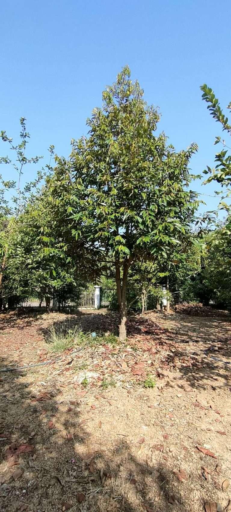 SALE BUSINESS RESORT AND FARM OF FRUITS Good asmohere,a lot of various of Thai Fruits , house for rent ,closed main road ,good view ,good natural