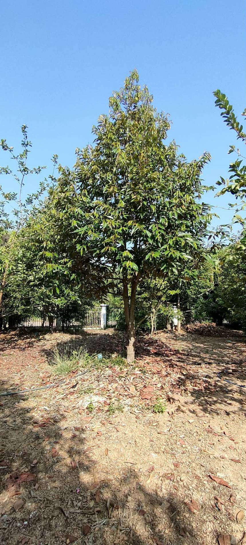 SALE BUSINESS RESORT AND FARM OF FRUITS Good asmohere,a lot of various of Thai Fruits , house for rent ,closed main road ,good view ,good natural