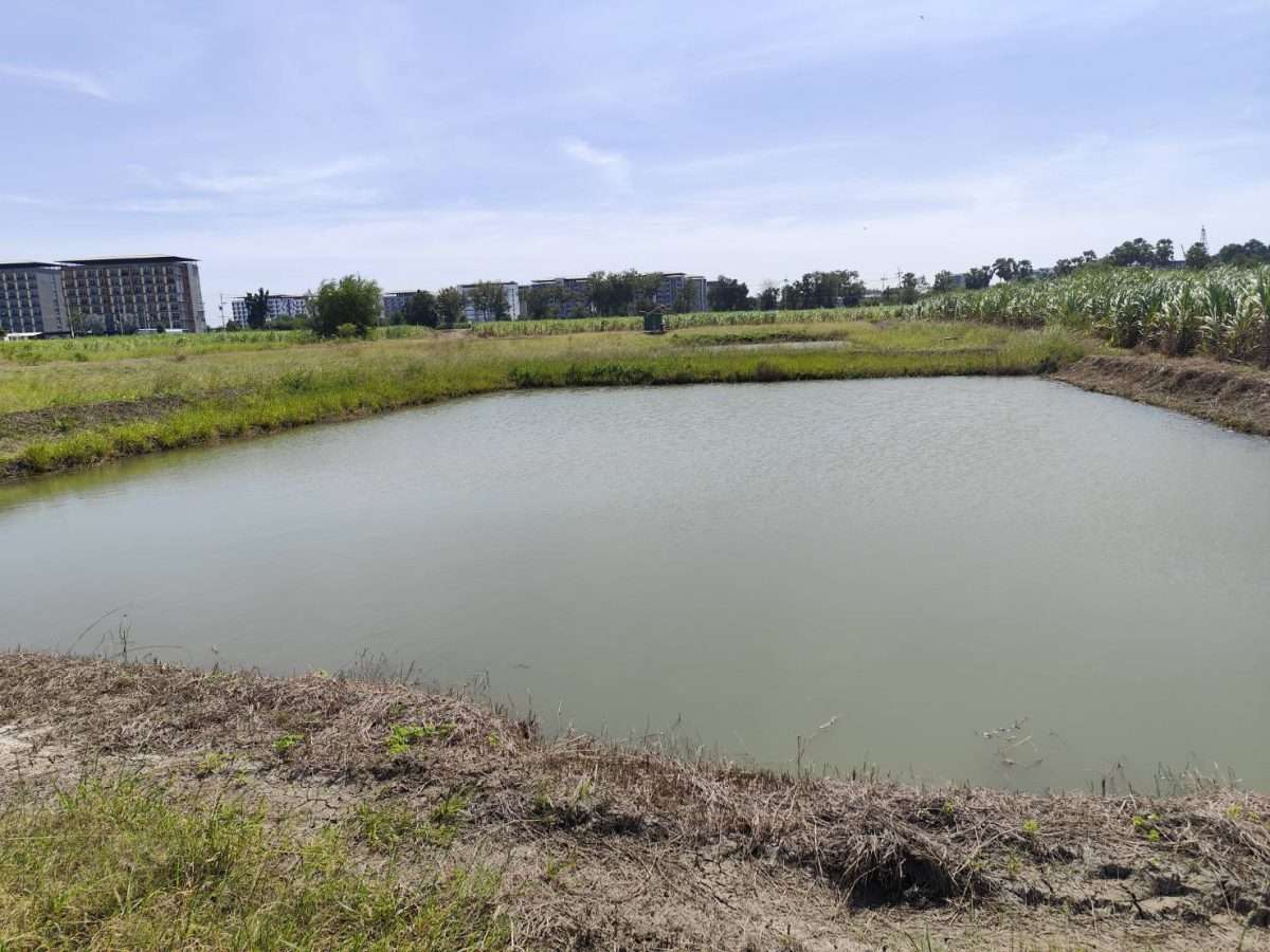 Sale Large Land at Kamphaeng saen Nakhon Pathom ขายที่ดินเปล่า แปลงใหญ่ แบ่งขายได้ นครปฐม — photo 3