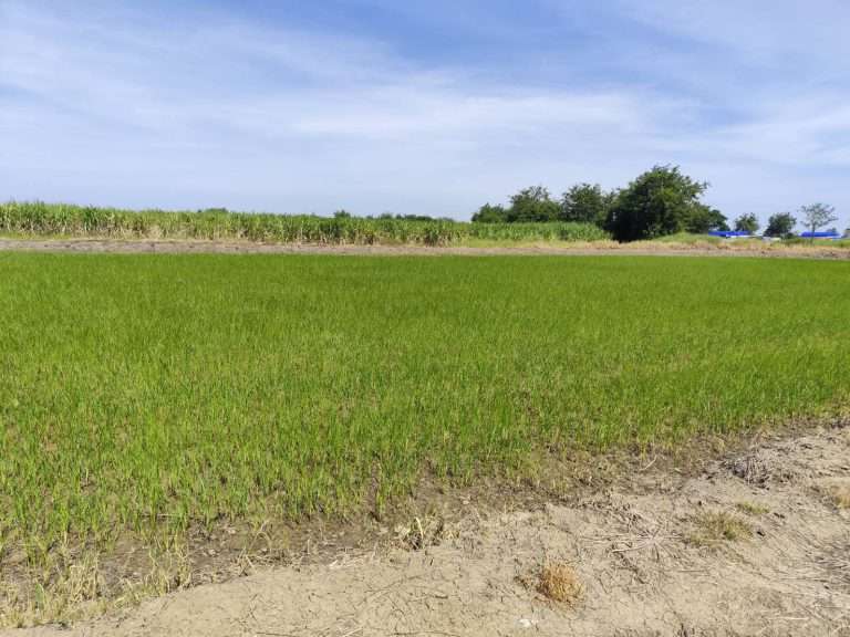 Sale Large Land at Kamphaeng saen Nakhon Pathom ขายที่ดินเปล่า แปลงใหญ่ แบ่งขายได้ นครปฐม