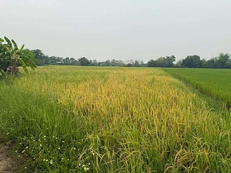 sale farm land in Doi Saket,Chiang Maiขายที่ดิน ทุ่งนา เชียงใหม่