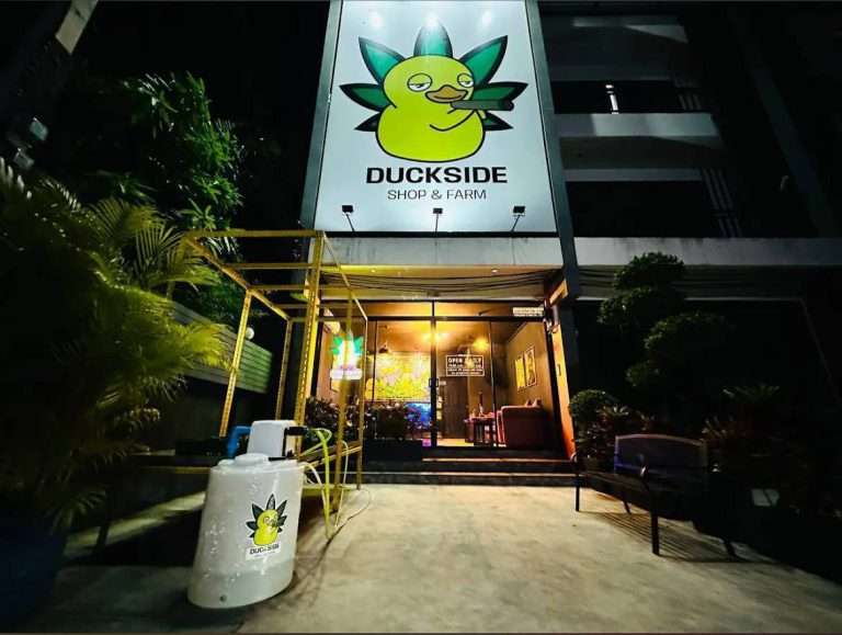 PHUKET! 6 CANNABIS SHOPS + CANNABIS FARM + MANUFACTURE