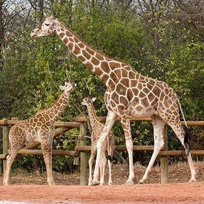 giraffes feature