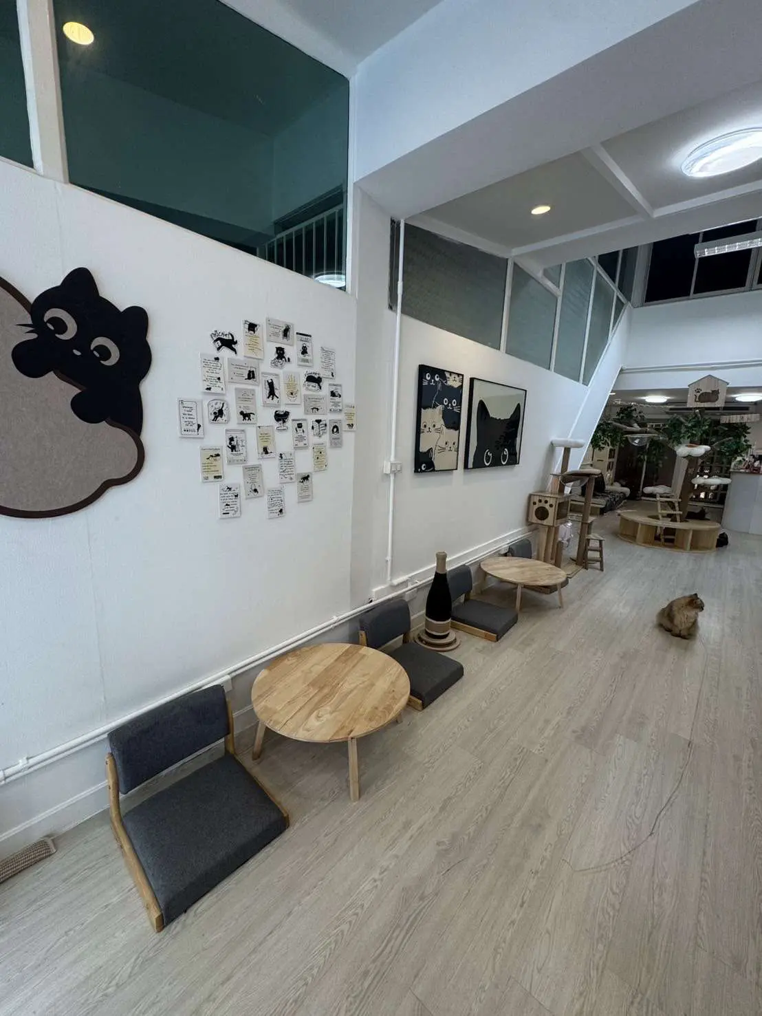 Mameow Cat Café for Takeover in Bangkok – 150+ Google Reviews, 5-Star Rating — photo 3